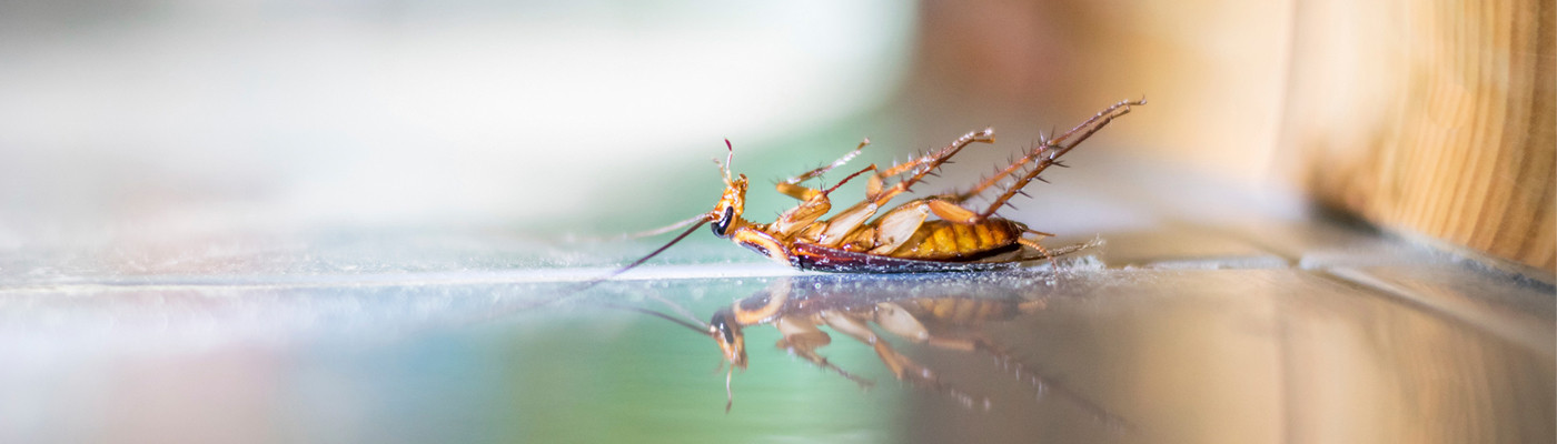 Pest Control Services